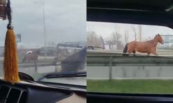 Başıboş dolaşan at tehlike saçtı!