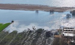 Yarış atlarının çiftliğini de su bastı!