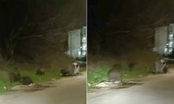 Bursa’da domuzlar şehre indi