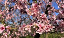 Bursa'da ağaçlar çiçek açtı, çiftçi endişeli