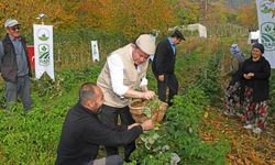 Dağ köylerine ahududu hamlesi!