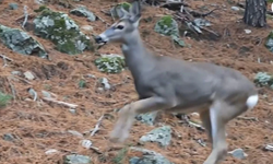 Bursa ormanlarında 'karaca' görüntülendi