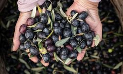 Marmarabirlik'ten güçlü büyüme