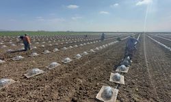 Bursa’da karpuz sezonu erkenden açıldı