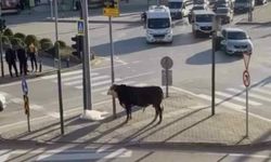 Bursa’da kaçan boğa trafiği karıştırdı