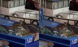 Aç kalınca tekneye sığındılar!