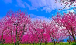 Bursa'da bahar şöleni!