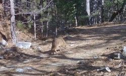 Uludağ’daki Altın Çakallar fotokapanda