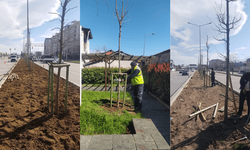 700 çınar geleceğe kök salıyor