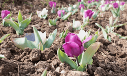 Osmangazi çiçeklerle donatılıyor