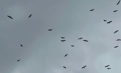 Baharın müjdecisi Bursa semalarında