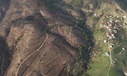 Yanan ormanlar yeniden hayat buldu