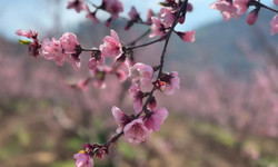 Yangından kurtulan bahçeler baharla renklendi