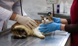 Yaralı kediye Büyükşehir şefkati