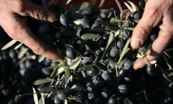 ZEYTİN ÜRETİMİNDE ŞAŞIRTAN SU TÜKETİMİ