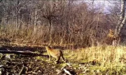 Bursa'da doğa tutkunlarını heyecanlandıran anlar