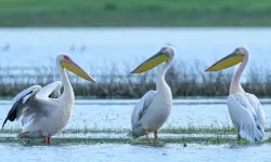 Göç yolundaki pelikan sürüsü Bursa'da mola verdi!