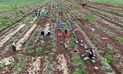 TÜRKİYE SINIRINDAN BURSA'YA HASAT!