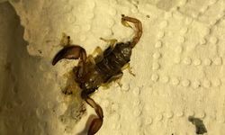 BURSA'DA KADINI EVİNDE AKREP SOKTU!