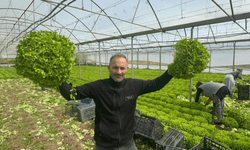 'Kıvırcık' bu yıl yüzleri güldürdü