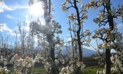 Meyve bahçelerinde renk cümbüşü