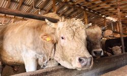 1 tonluk “Paşa” alıcısını bekliyor