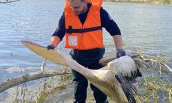 Mahsur kalan pelikan kurtarıldı