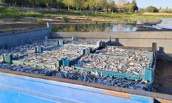 İZNİK GÖLÜ'NDE GÜMÜŞ BALIĞI SEZONU!