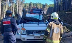 ULUDAĞ'DA KESİLEN AĞAÇ CAN ALDI!