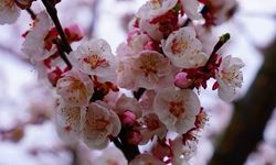 İznik çiçek bahçesine büründü