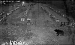 Arı kovanlarına ayı saldırısı!