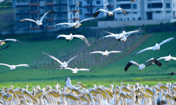 Göç yolunda görsel şölen