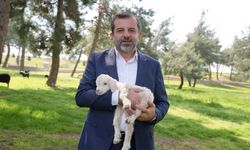 Butik Hayvanat Bahçesi yeni sakinlerini ağırlıyor