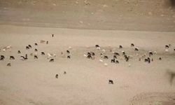 KOYUNLARIN OTLADIĞI BARAJDAN GÜZEL HABER!