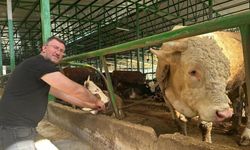 Tonluk boğaya sürpriz fiyat