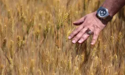 Buğdayda rekor rekolte beklentisi