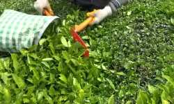 Yaş çay arttı gözler kuru çaya çevrildi!