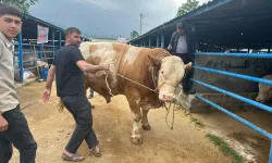 BURSA’DA “DEV” TOSUN GÜNDEM OLDU