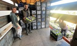 BURSA'DA YAZIN İLK HASADI BAŞLADI