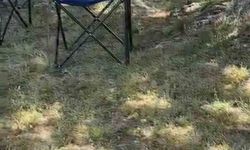 Bursa’da yılan paniği!