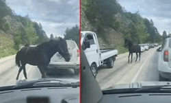 TRAFİKTE BAŞIBOŞ AT TEHLİKESİ!