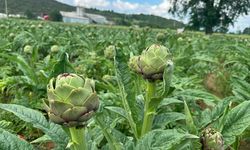 Sezon açıldı, kazançlar dudak uçuklattı