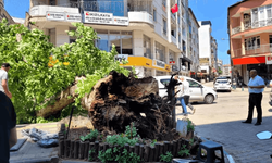 ASIRLIK ÇINAR YOLA DEVRİLDİ!