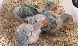 Yavru İskender papağanları korumaya alındı