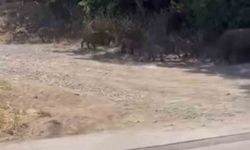Bursa’da aç kalan domuzlar şehre indi