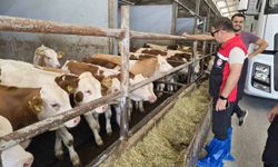 Bursa’da hayvan yetiştiricilerine sıkı denetim