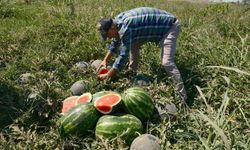 TONLARCASI TARLADA KALDI: 20 MİLYONLUK ZARAR!