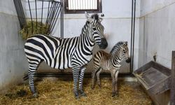 Zebra ailesine yeni üye