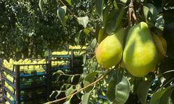 SANTA MARİA'DA REKOR ÜRETİM BEKLENİYOR