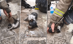 BURSA İTFAİYESİ YAVRU KEDİYİ BÖYLE KURTARDI!